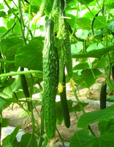 黃(huáng)瓜