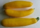 意黃(huáng)瓜